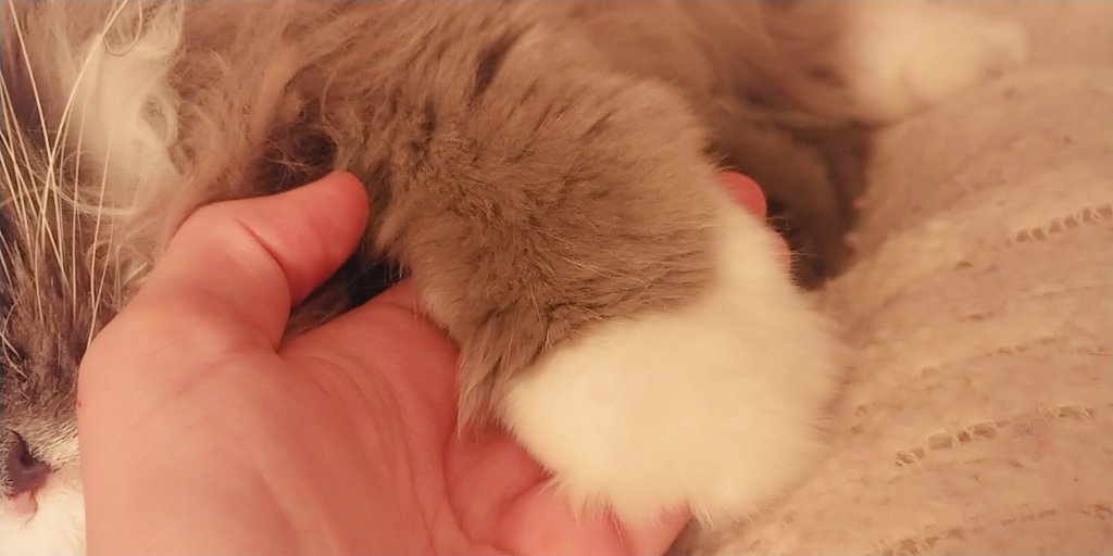 JZaluzec's tweet photo. Love when my boy reaches for my hand at bedtime...do you think he is saying he wants to say our evening prayers together? I do! 🙏 🐱💕 #PrayingCat #LoveMyCat https://t.co/U2X98kQeJa