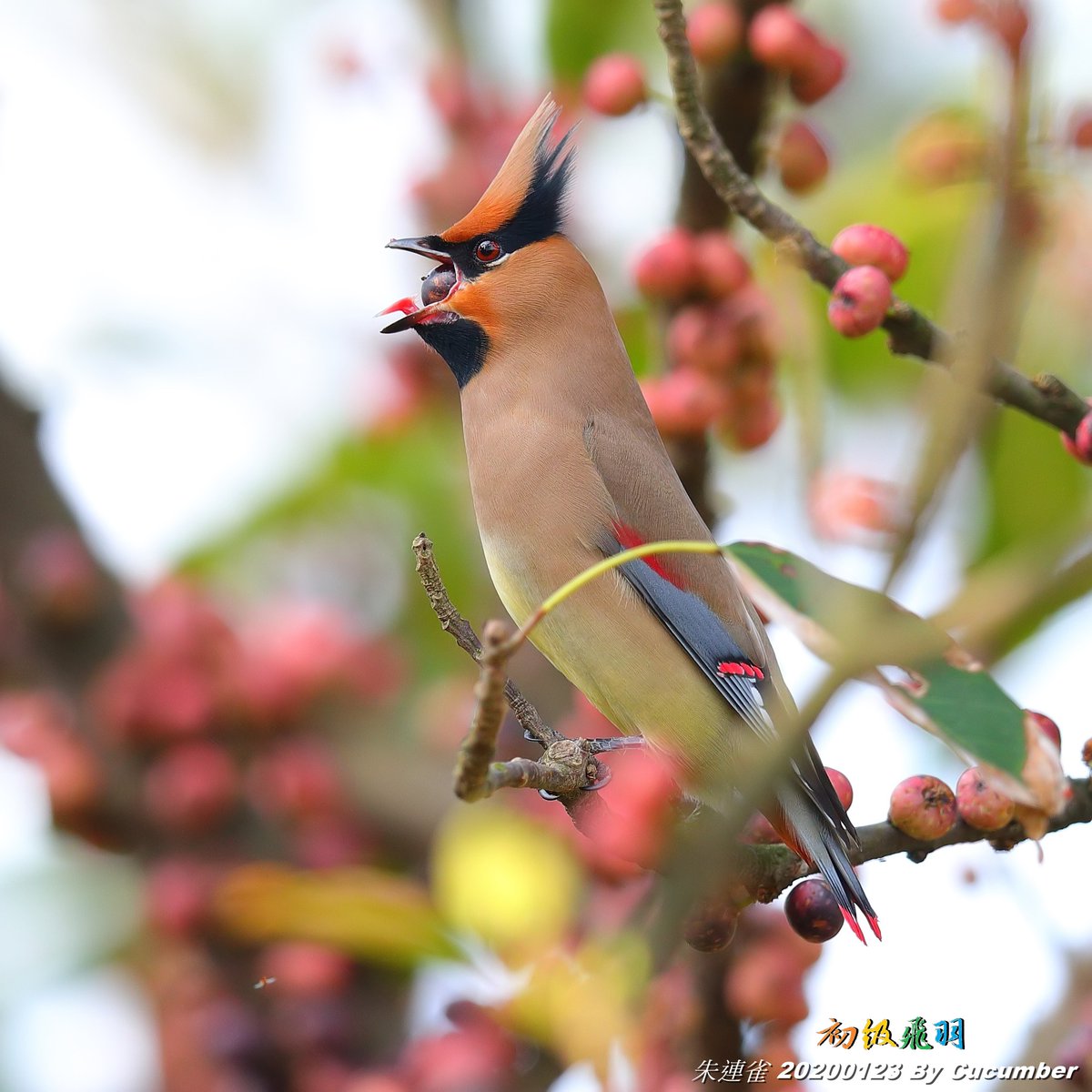 HuangKuang_Chen's tweet photo. <20200123 朱連雀03_金青>

#朱連雀 #緋連雀 #ヒレンジャク
#Japanese_Waxwing #Bombycilla_japonica
#台灣野鳥 #台湾の野鳥 #Wildbird_in_Taiwan 
#初級飛羽 https://t.co/Q2xCia09iK
