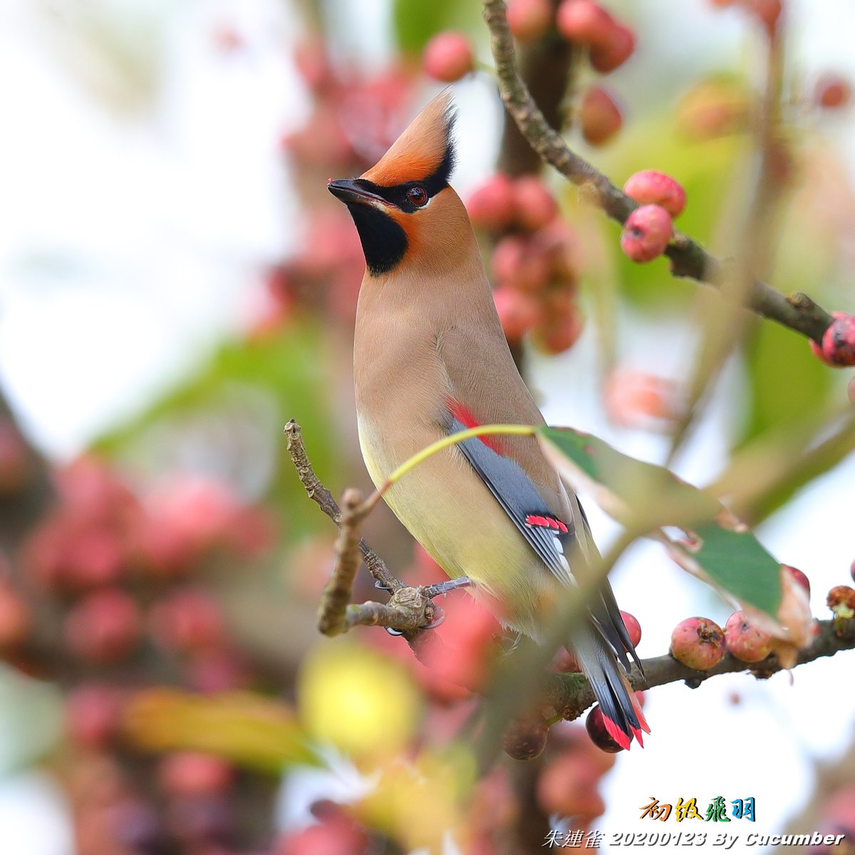 HuangKuang_Chen's tweet photo. <20200123 朱連雀03_金青>

#朱連雀 #緋連雀 #ヒレンジャク
#Japanese_Waxwing #Bombycilla_japonica
#台灣野鳥 #台湾の野鳥 #Wildbird_in_Taiwan 
#初級飛羽 https://t.co/Q2xCia09iK