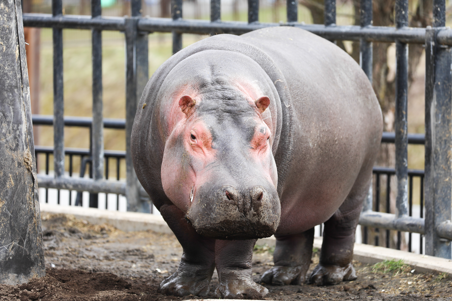 Live Zoo In あさひやま 1月16日にカバの旭子 あさこ さんが出産しました 元気に育ってほしいです 赤ちゃん の公開はまだ先になりそうですが 旭山動物園のカバ水槽は水中も観察できるので楽しみですね By Sakurai Livezooinasahiyama 旭山動物園