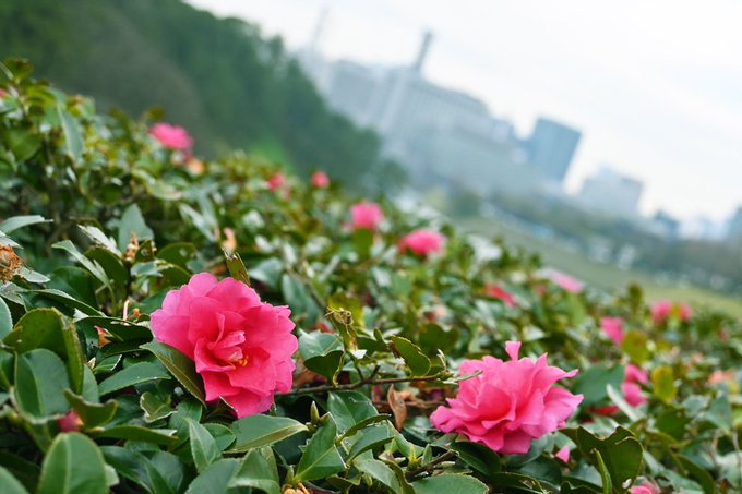 Twitterのコスプレ画像46