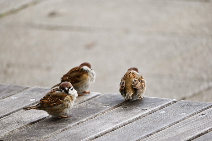 Twitterのコスプレ画像47