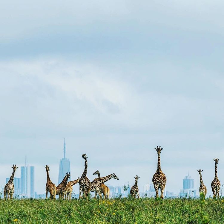kenyapics's tweet photo. Welcome to Nairobi. The safari capital of the world! Photos by @VarunAditya_ @ParasChandaria @WatotoWorld and Rahim Mandviwalla https://t.co/pXOVg0wXlZ