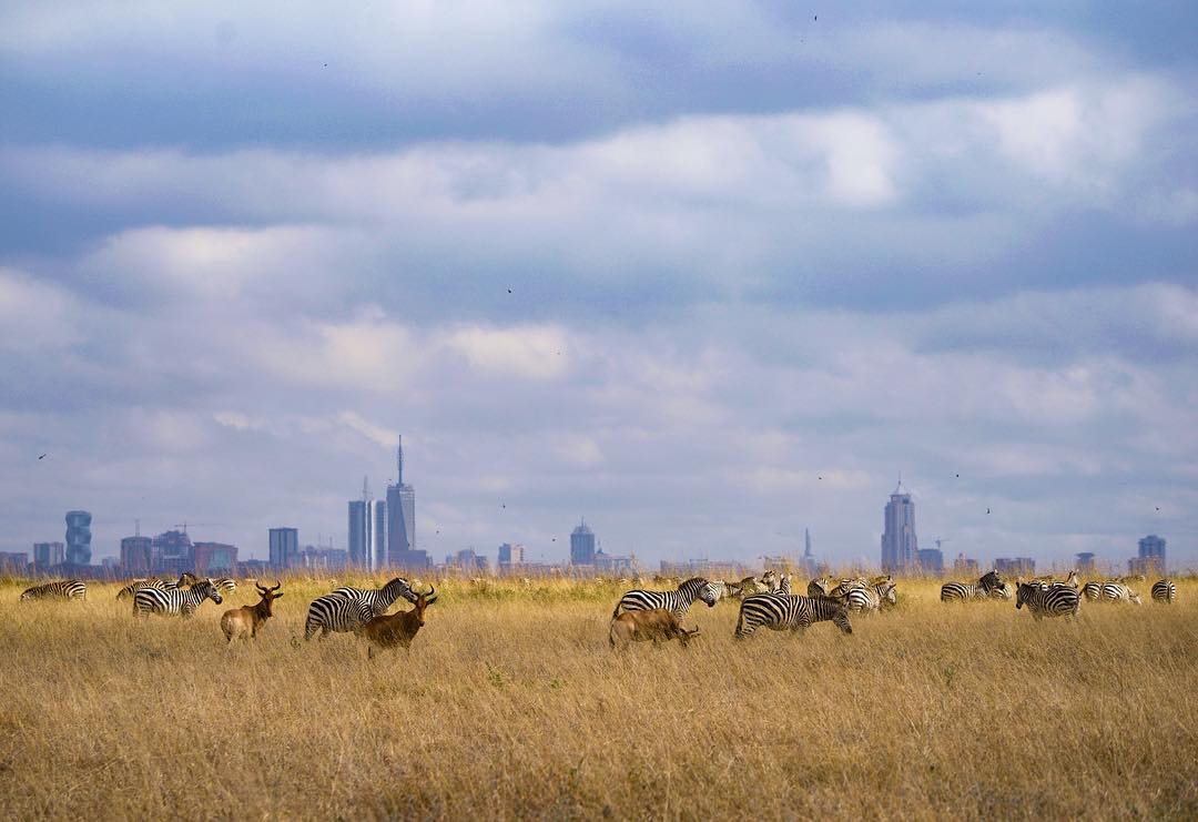 kenyapics's tweet photo. Welcome to Nairobi. The safari capital of the world! Photos by @VarunAditya_ @ParasChandaria @WatotoWorld and Rahim Mandviwalla https://t.co/pXOVg0wXlZ