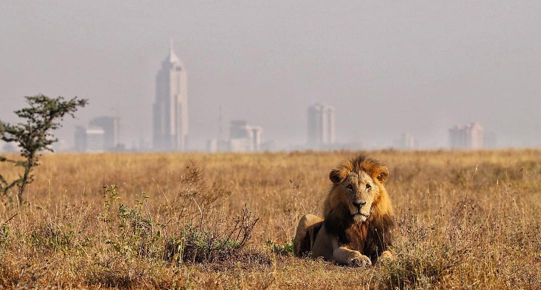 Welcome to Nairobi. The safari capital of the world! Photos by <a href="/VarunAditya_/">Varun Aditya</a> <a href="/ParasChandaria/">Paras Chandaria</a> <a href="/WatotoWorld/">Simmie Issenberg</a> and Rahim Mandviwalla