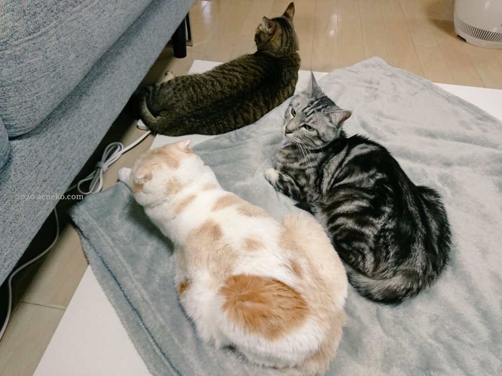 ねこの集会