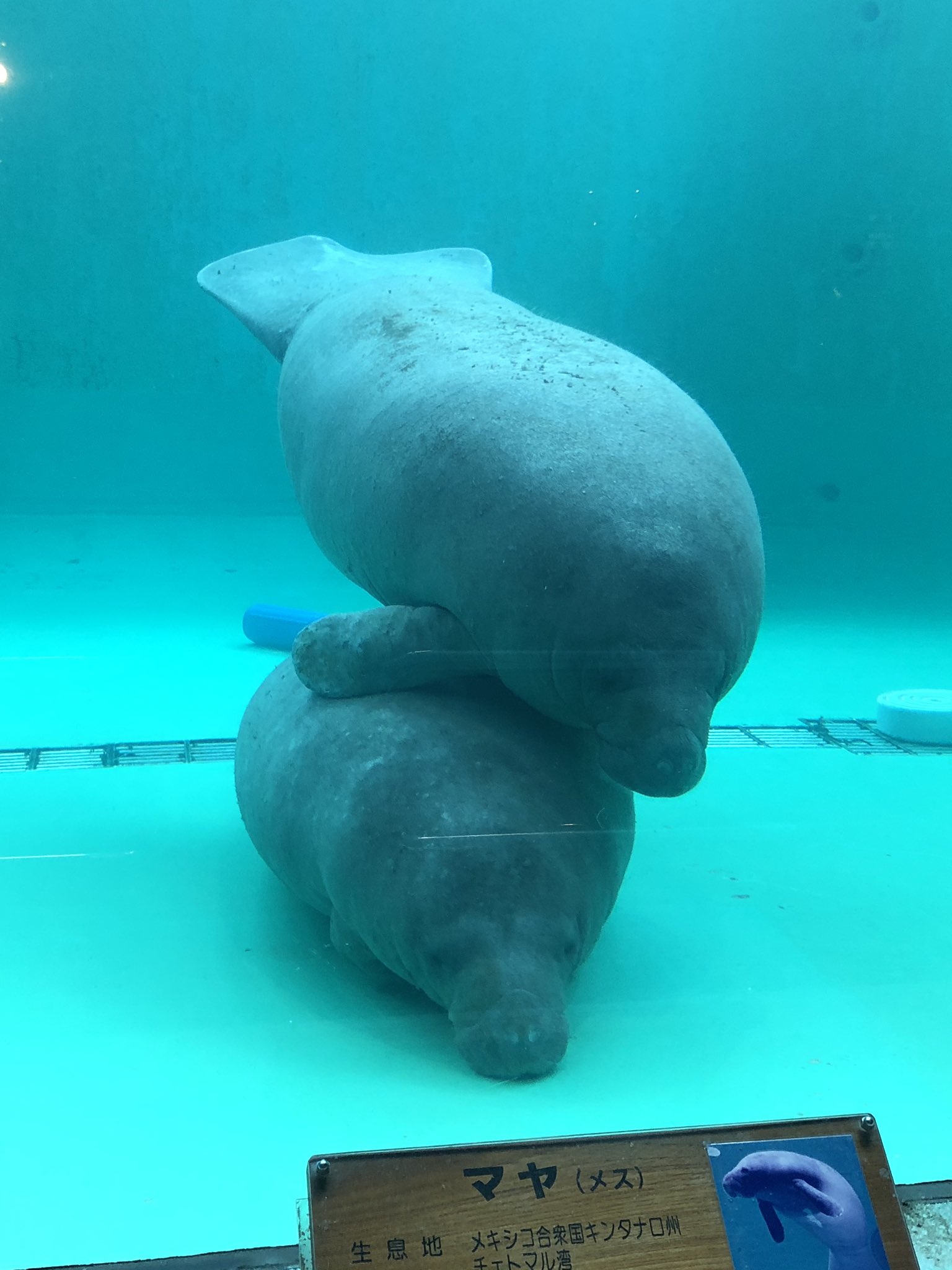 井雲くす 美ら海のマナティ 体験学習が不人気ですというプチバズツイートを見てワイがレポ漫画描いてバズらせたるさかい という闘志を燃やして行ったら体験学習は時間的に無理だったし マナティは死ぬほど可愛かったので私の力なんか必要なかった マナティを 井雲くす 美ら海のマナティ 体験学習が不人気ですというプチバズツイートを見てワイがレポ漫画描いてバズらせたるさかい という闘志を燃やして行ったら体験学習は時間的に無理だったし マナティは死ぬほど可愛かったので私の力なんか必要なかった マナティを