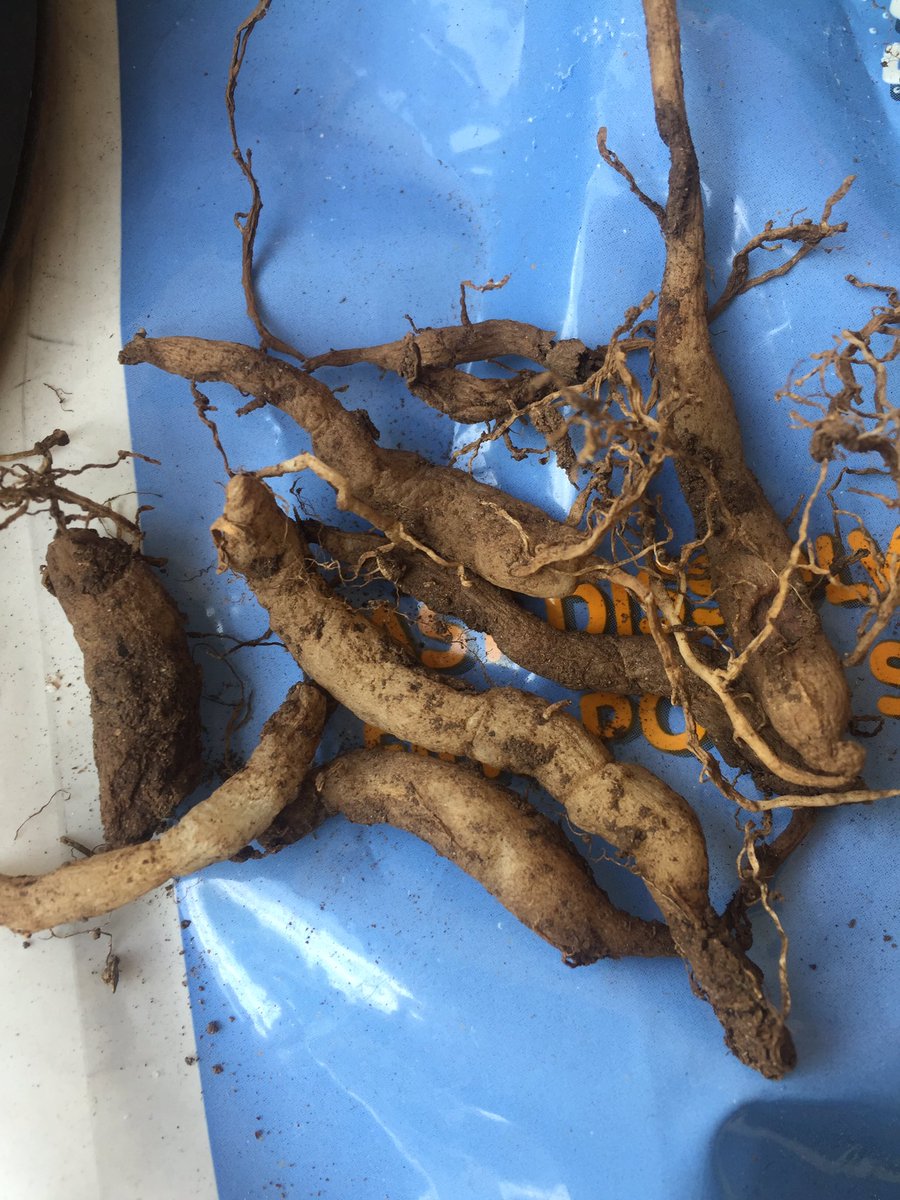 PlaceLiminal's tweet image. Roots any one ?? LOL 
#magicialroots #conjureroors #rootworker