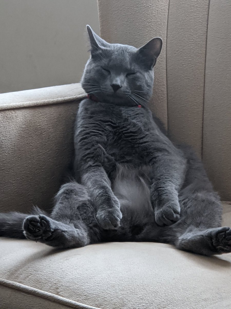 banrion73's tweet photo. He fell asleep like this... #silvertabby #CatsOfTwitter #socute #SleepySunday https://t.co/Xn7y69hiXu
