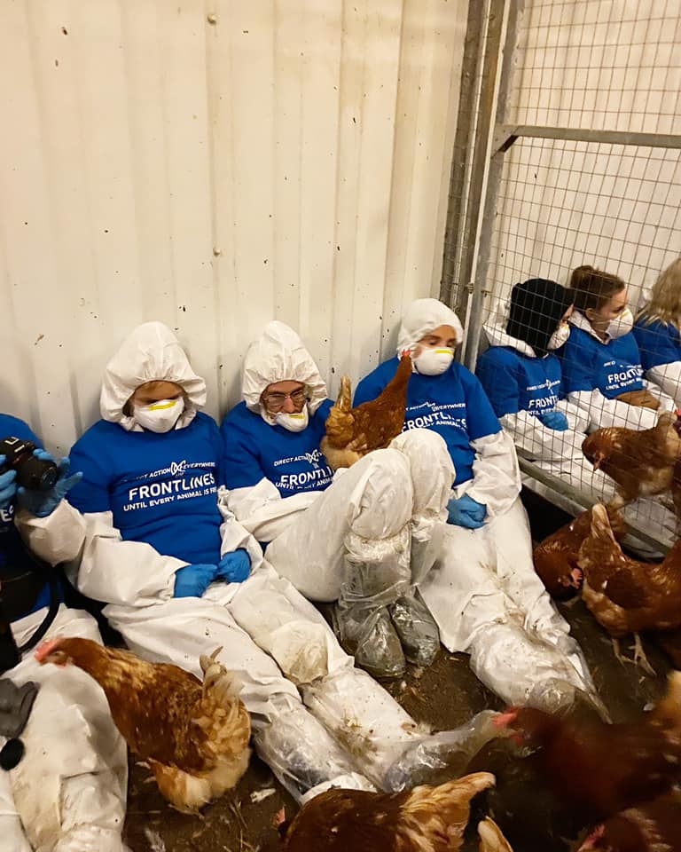 ASR_brighton's tweet photo. We have been inside for 4 hours. The hens have got used to our presence and have begun interacting with us. They have been jumping on us, playing games on mobile phones and being very friendly. Chickens are beautiful intelligent animals who should not be used in any way by humans https://t.co/luZzEA8Mzd