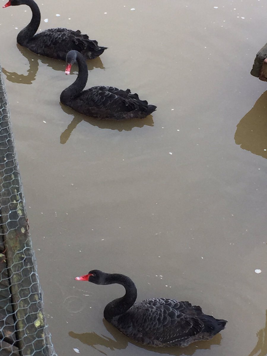 Black swans spotted in Wootton Bridge #isleofwight #iow #birds