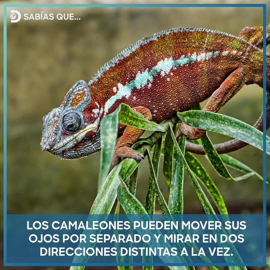 Cada ojo puede girar en un ángulo de 180 grados.