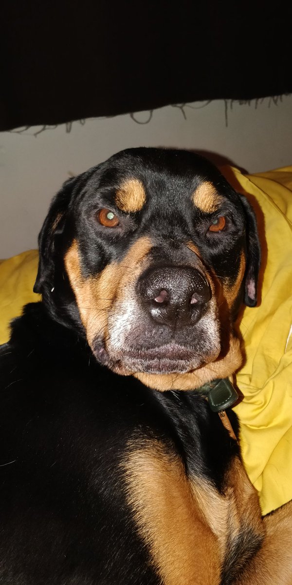 RoccoRottweiler's tweet photo. What? No I am not getting up!!

#grumpyface #dogsoftwitter #rottweiler https://t.co/N3gWuNN8hF