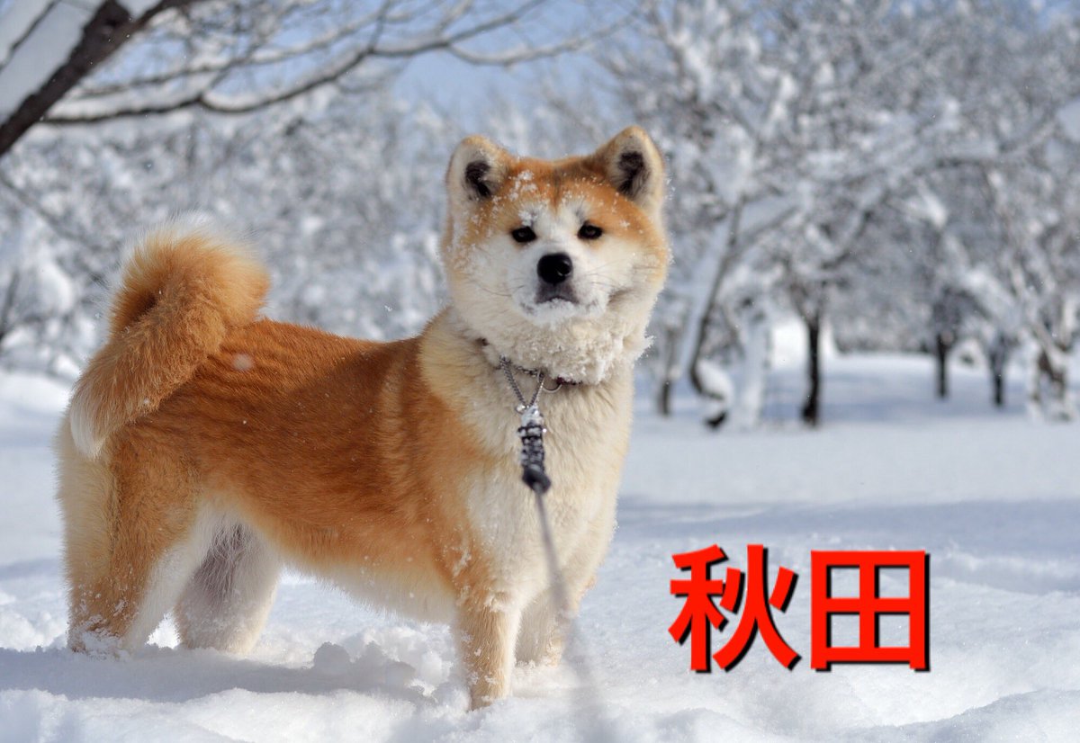 大雪警報と聞いて各都市の人がイメージする大雪がこちら 北海道が関口メンディーやん 職人いて草 Togetter 大雪警報と聞いて各都市の人がイメージする大雪がこちら 北海道が関口メンディーやん 職人いて草 Togetter