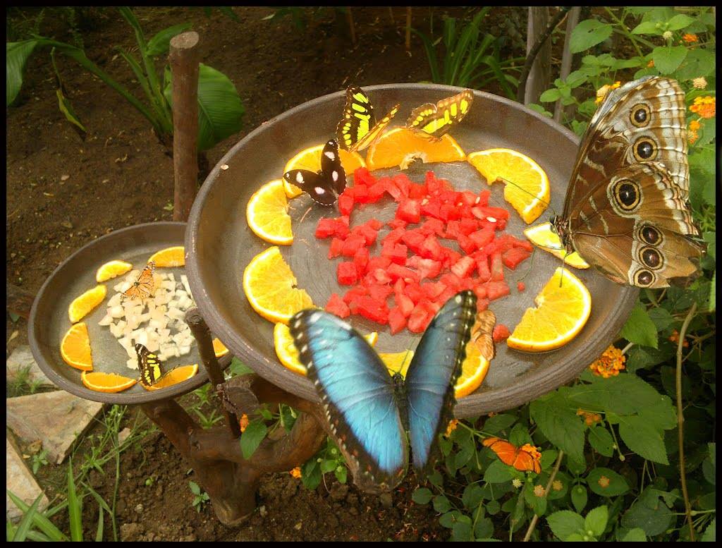 Ellas desayunando el néctar de las flores.
#MariposariodeBenalmadena #BenalmadenaPueblo
Their breakfast is the nectar from flowers &amp; fruits juice that is very rich in sugars. — at Mariposario de Benalmádena . Benalmadena Butterfly Park.