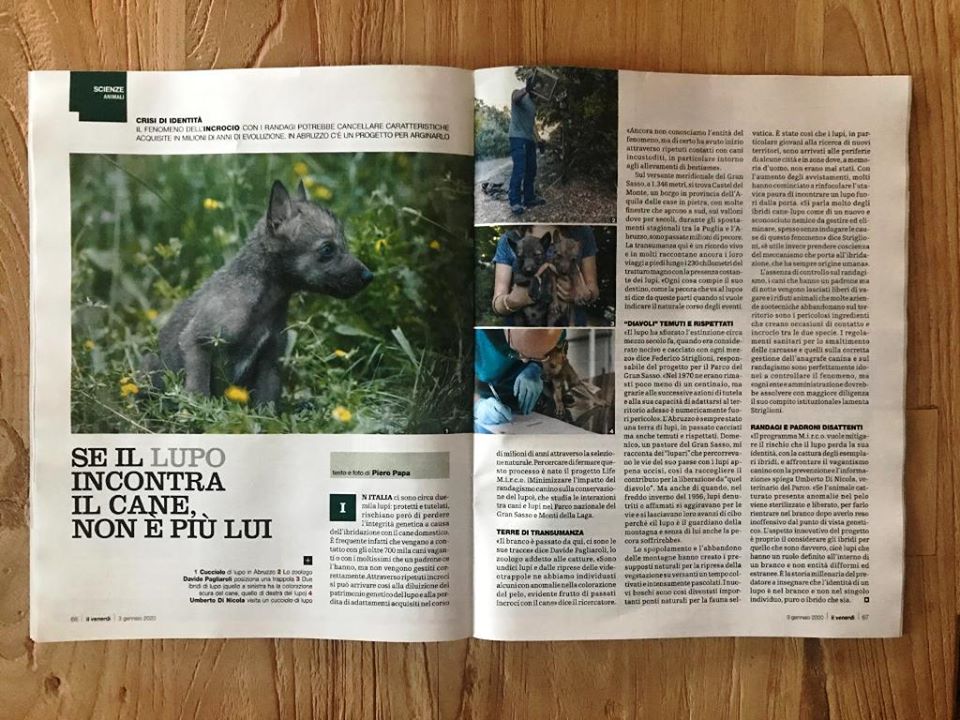 Ampio spazio è stato dedicato al progetto Life sul “Venerdì” di Repubblica del 3 gennaio scorso, nell’articolo “Se il lupo incontra il cane non è più lui”, a firma di Piero Papa, in cui l’autore ha affrontato il problema dell’ibridazione antropogenica.

#life #progetto