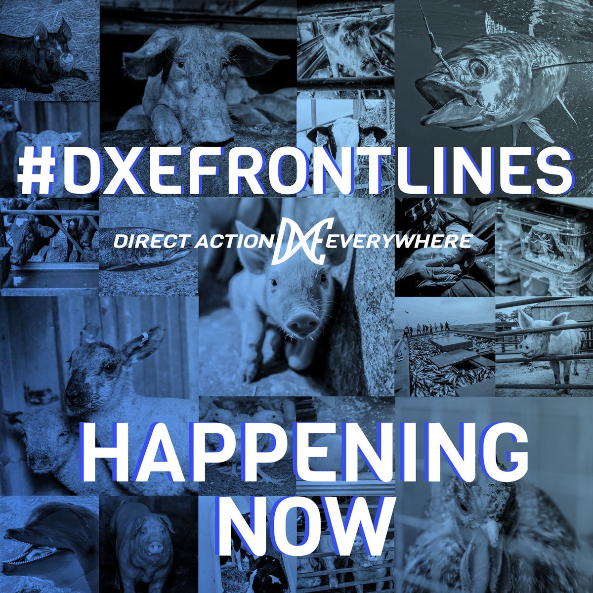 ASR_brighton's tweet photo. HAPPENING NOW
DXE FRONTLINES MASS ACTION
FREE RANGE EGGS EXPOSED
#dxefrontlines #dxefrontlinesuk #freerange #ethicalfarming #highwelfare #highwelfareisalie #endspeciesism #smashspeciesism #animallovers #dxeuk https://t.co/vwizhjXrUx