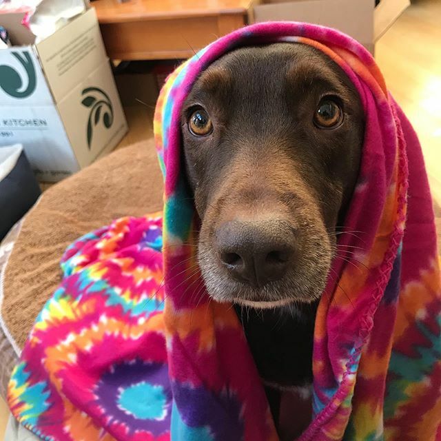 DerbyDailyDog's tweet photo. Hi, my name is Derby and I love blankets 🐶 #andtyedie #littled .
.
.
.

#puppiesofinstagram #todayshowpets #dogoftheday #labradorretriever #lab #rescuedog #instapuppy #adoptdontshop #labrador #chocolatelab #pup #dailywoof #woof #rescue #bark #cute #a… https://t.co/bPGAGuGf5C https://t.co/r4ACXHWuGN