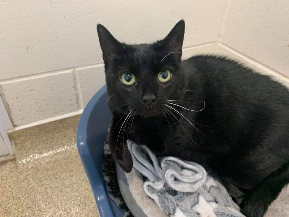 Minnie 9 yr old Female will require a quiet home as she was stressed in her previous home. She is not used to traffic so cannot be homed to an area that is busy. A rural home would be ideal.
#cats #rescue #rehome #adoptdontshop #rescuecat #blackcats #cat #pets #cumbria