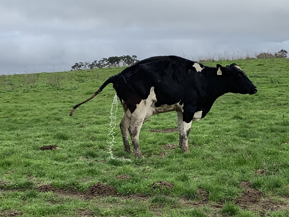 “Carbon farming” on Point Reyes National Seashore. Apparently = 1200 lb dairy cows stuffed with supplemental hay, silage, grain, water on meager introduced annual grassland, then trying to deal with all the excrement. This is an organic dairy on #publiclands
