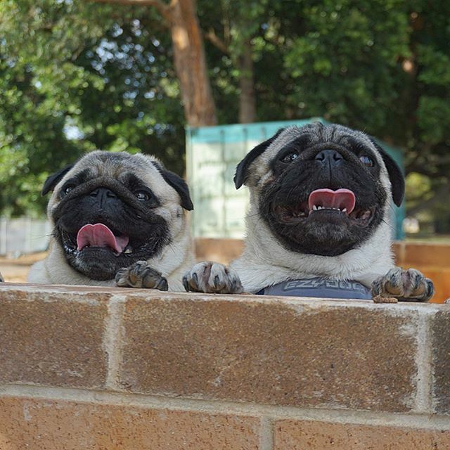 nortonmousepugs's tweet photo. Popping up to wish you a fabulous new week ♥️🐶♥️
We’re back after threatening to sack our momager for missing so many of our furrends posts! We now have her working overtime to try & catch up 👍🐶♥️
.
.
.
.
.
.
#pugfamily #happypugs
#pug #pugsofinstagr… https://t.co/M0wp3wfxhD https://t.co/YFUkkE8fIl
