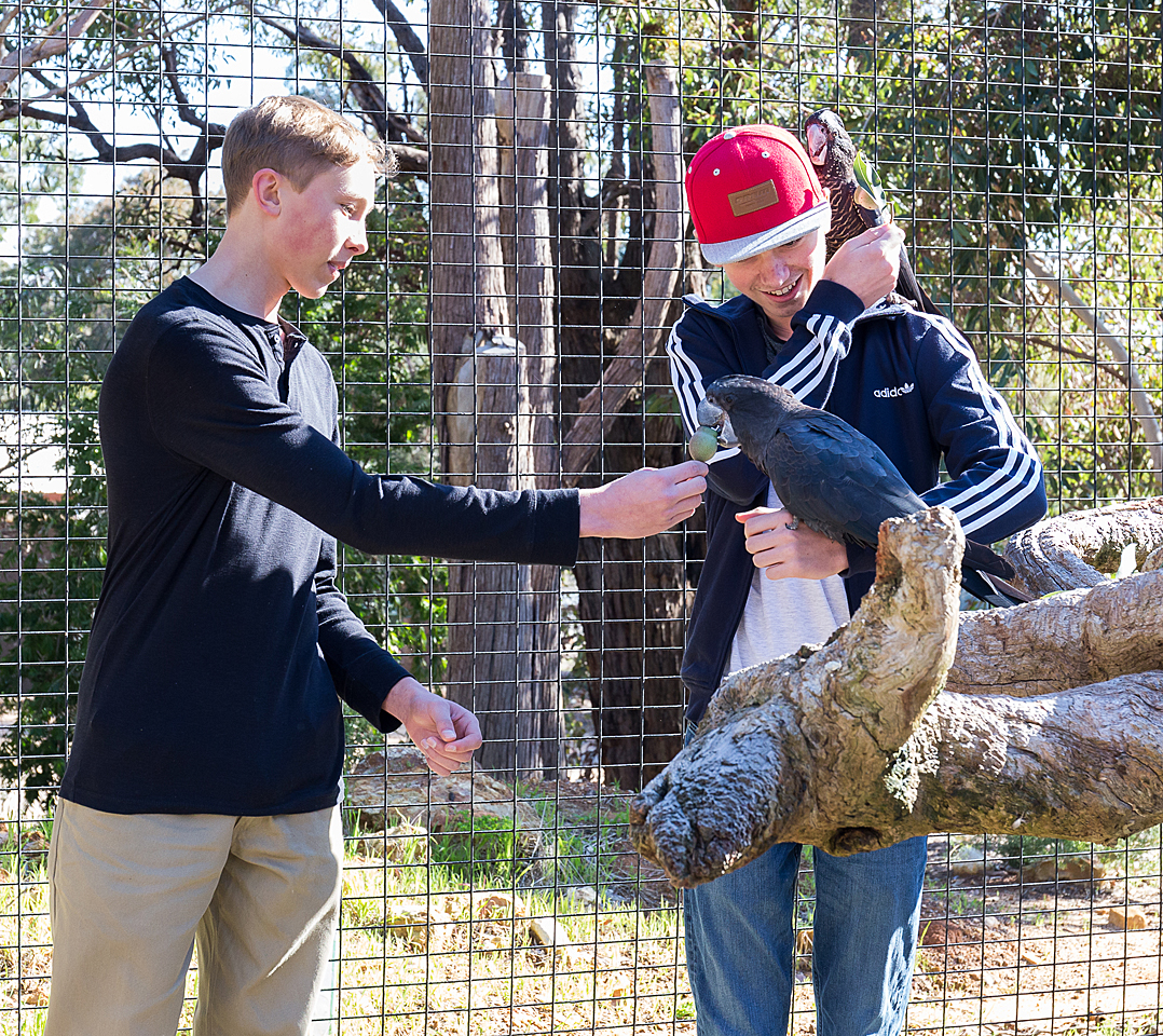 Kaarakin's tweet photo. Our first Kaarakin Cockatoo Club for 8 - 13 year olds is on tomorrow! We can't wait to meet everyone and to teach about black cockatoos and conversation 😀 If you'd like to receive updates on future events, you can sign up to our newsletter! https://t.co/spwQdIsX9x #kaarakin https://t.co/cnnkjREFaI