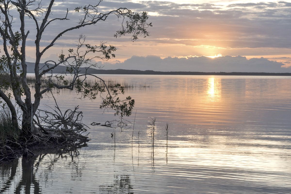 allanwrightfoto's tweet photo. Aussie Day weekend. Habitat Noosa, Lake Cootharaba. Sunrise across a warm shallow lake, too shallow to swim.
@habitatnoosa #lakecootharaba #noosa #boreenpoint #australia #australia_shotz #australia_passion #australiaphotographymagazine #sunset #queensland #cooloola https://t.co/K2YL44lJxz