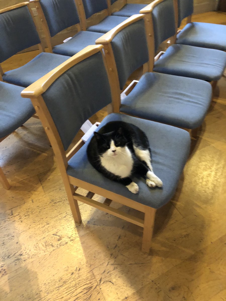 Black and white cat sitting sprawled on a chair