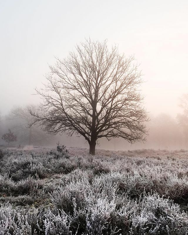 Simone Wittgen tweet media
