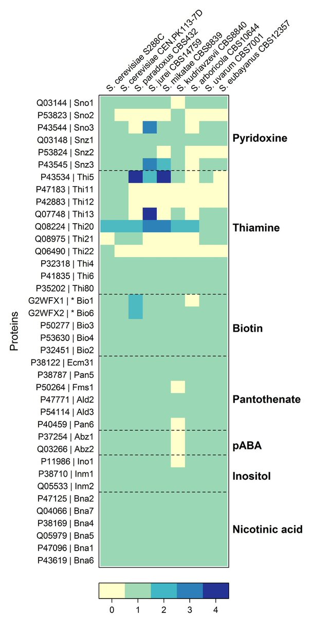 Why are vitamins added to chemically defined yeast media? Was decided in the 40's and not questioned much afterwards. Find  answers and perspectives in the latest review of @yeast_journal's yeast extracts series. By <a href="/thomasperli/">Thomas Perli</a> and <a href="/aksnorw/">Anna Wronska</a> (<a href="/pacmen_itn/">PAcMEN - ITN</a>)
onlinelibrary.wiley.com/doi/abs/10.100…