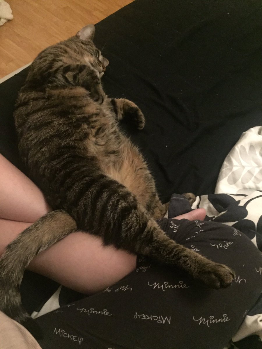 nisoliwo's tweet image. Morgonstund har kattmys i mun. #katt #cat #cornflake