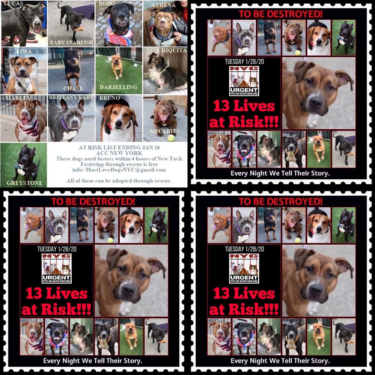 Kimberlykokourt's tweet photo. #Lucas! #BabyStarfish! #BoBo (Reclaim by owner)! #Athena! #Lima! #Chase! #Darjeeling! #Chiquita (Reserved)! #Marley! #BrittanyEars! #Bruno! #Aquarius! #Greystone are the beautiful #dogs and #puppies that will be #euthanized on Tuesday 1-28-2020 at 12pm at the #NYCACC @NYCACC https://t.co/zfvd7Pqq5d