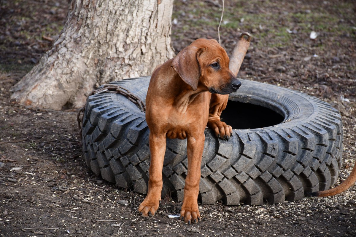 Ridgebackdog's tweet photo. Ridgeback-Welpen. Luna &amp; Louis sind noch zu haben

https://t.co/IxOkj6GiFW https://t.co/XqXbFuJpSY