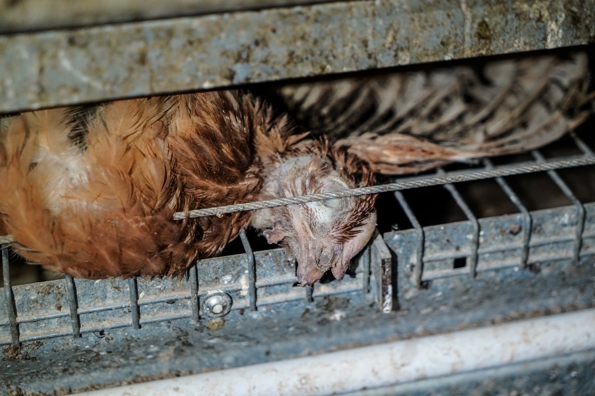 Anti-Speciesist Resistance tweet media
