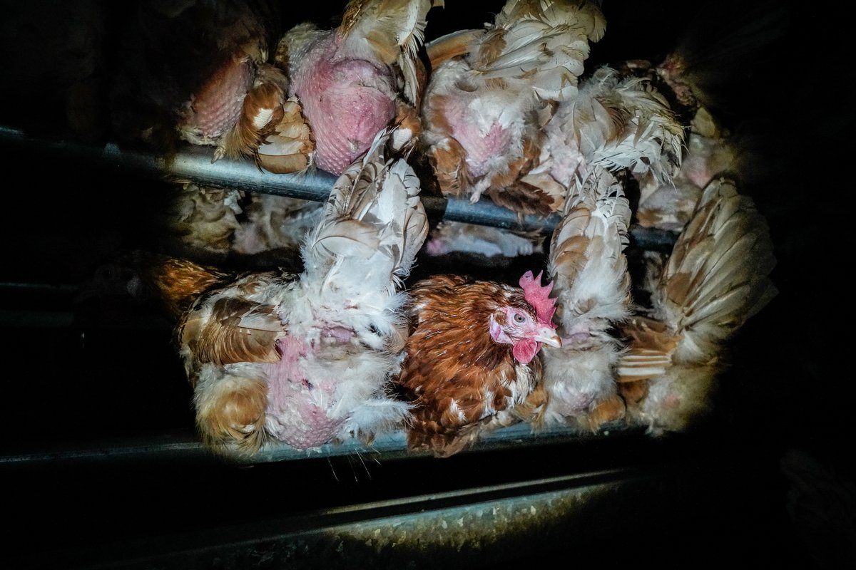 Anti-Speciesist Resistance tweet media