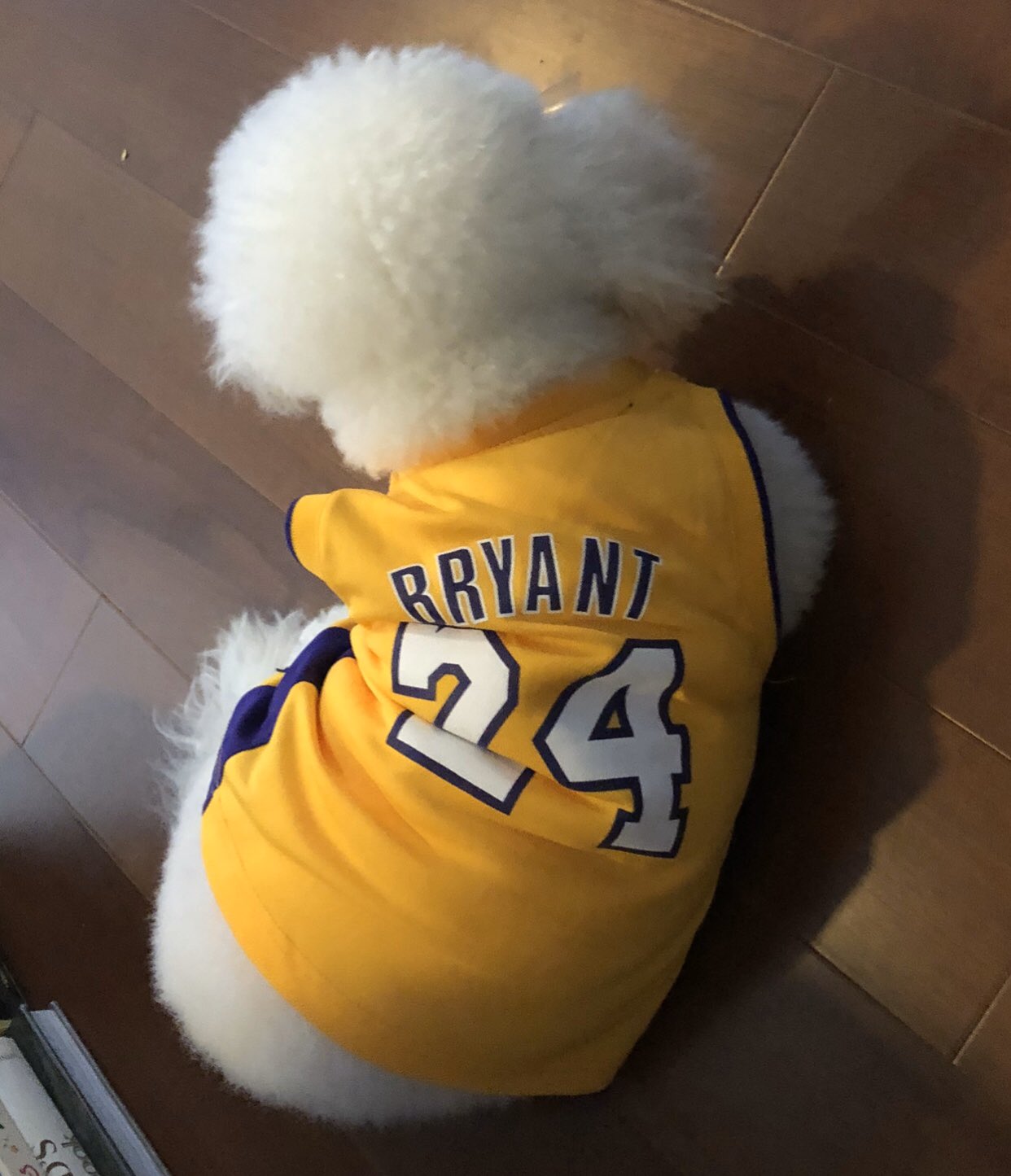 Sharon Cuneta on X: This is my only male dog in the condo, Arie, in his Kobe  Bryant outfit. Taken a couple of months ago. It's a sad, sad day.   /