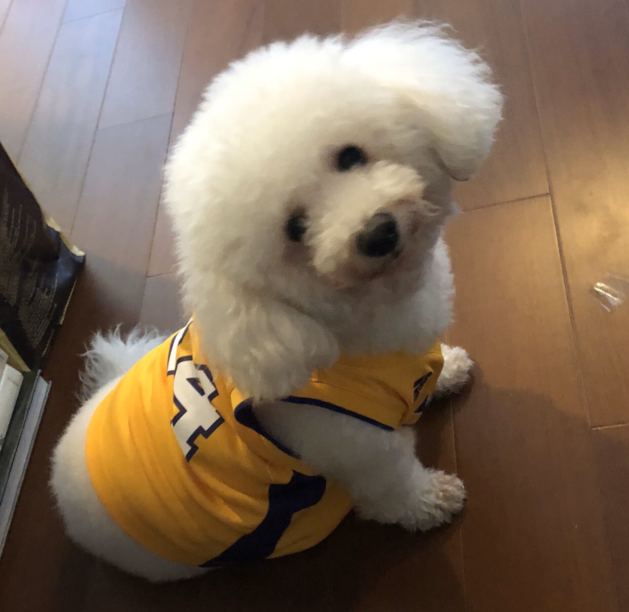 Kobe Bryant Dog Jersey 