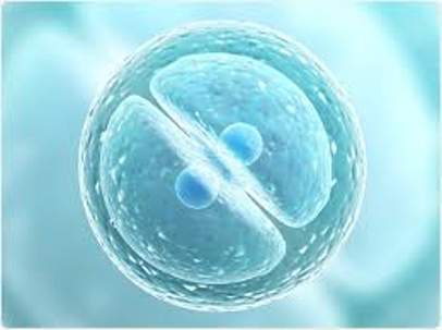 Cell Biology …biologypulsusconference.wordpress.com/2020/01/27/cel…