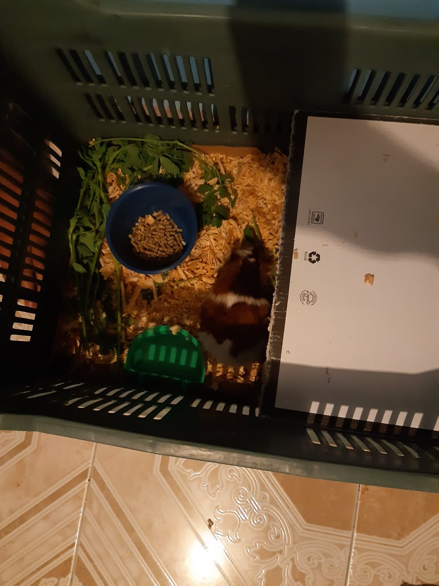 DanielZ28064129's tweet photo. G-illermo el cuyoooo👽🐹 https://t.co/ZXkyPag9Cp