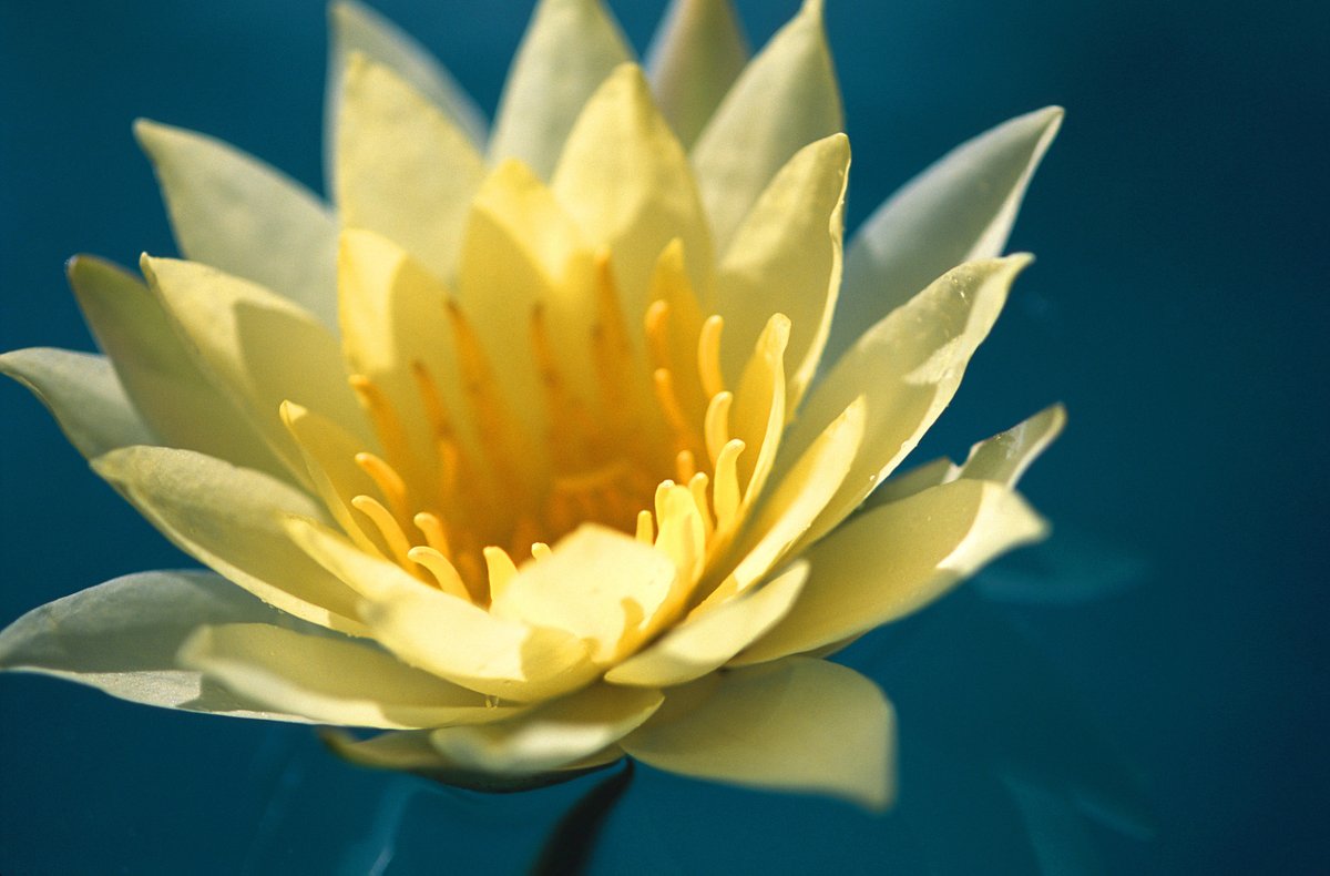 Forgotten to fulfill your New Years resolution already? We wont judge you. Blossom with a new found wellbeing routine today, it's never too late to start!