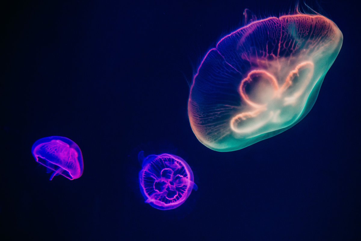 africa_media's tweet photo. Have you ever tried to take glow-in-the-dark underwater images and footage? It’s mesmerising and a great way to apply your underwater photo and video skills in a creative way.
https://t.co/nEGPUPTVJ0
#flourecent #uwphoto #Underwater https://t.co/Ocigeksrgg