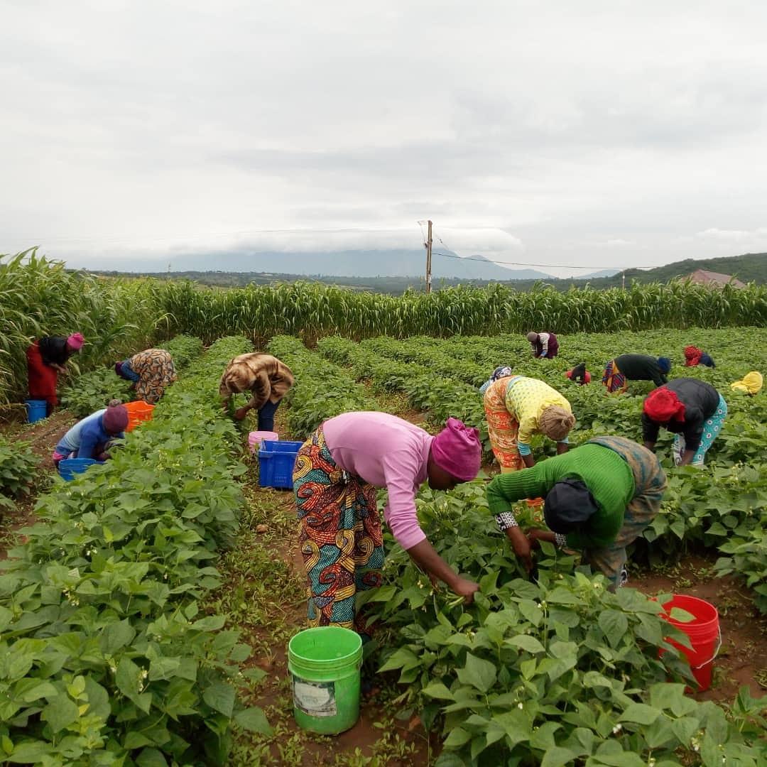 EatFresh tweet media