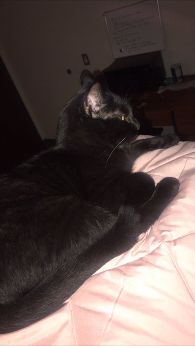this is really my son even tho he acts hard to get ik he love me🤞 https://t.co/dd9J74bcBf<a href="/tag/newprofilepic"class="tags"><span>#newprofilepic</span></a>
