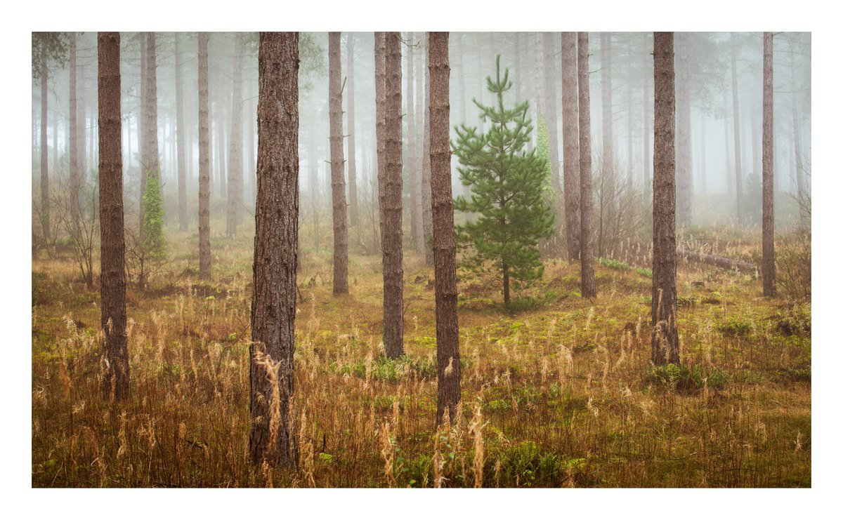 EddAllenPhoto's tweet photo. One from a very foggy Newborough Beach. Couldn't see the sea, so headed into the woods!
#northwales #anglessey #ThePhotoHour #sharemondays2020 #appicoftheweek @NPhotomag @OPOTY https://t.co/waqtVb1L3b