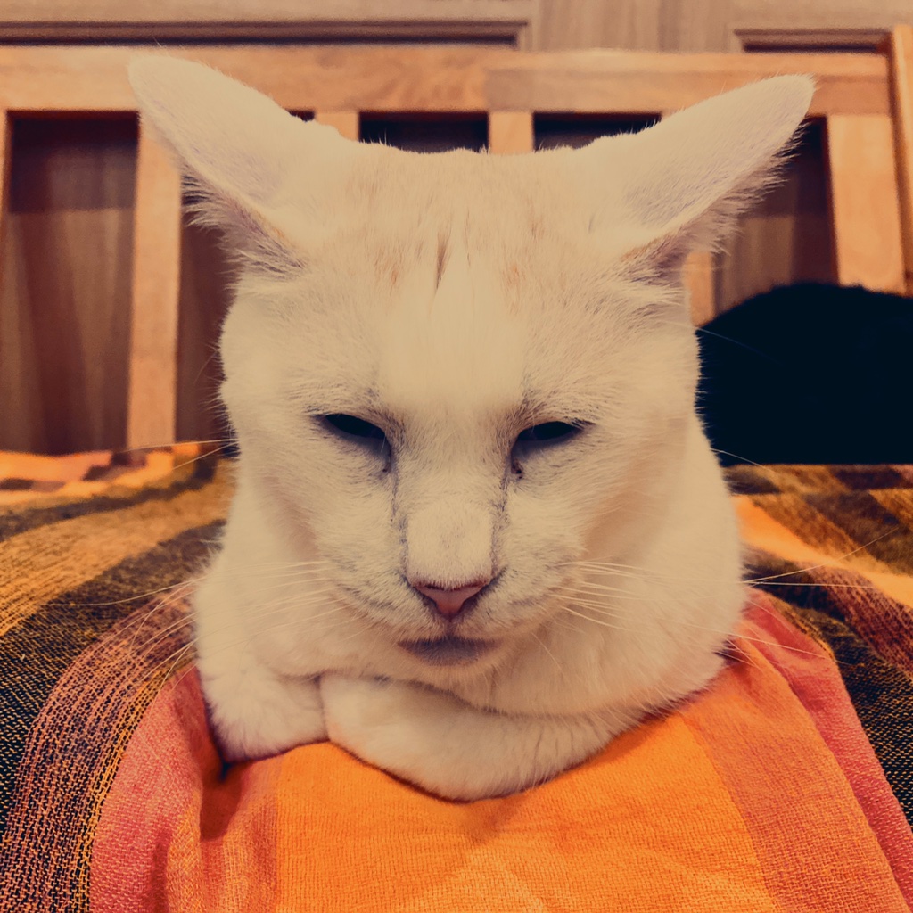 obi_wan_eclipse's tweet photo. A man with a distinctive character. #猫式 #cat #ShotoniPhone #HelgaViking #Djamma #Hipstamatic https://t.co/5ew9mwE48P