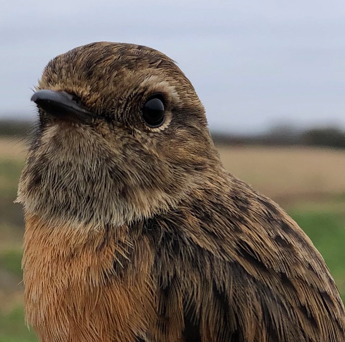 Stone chat (bird)