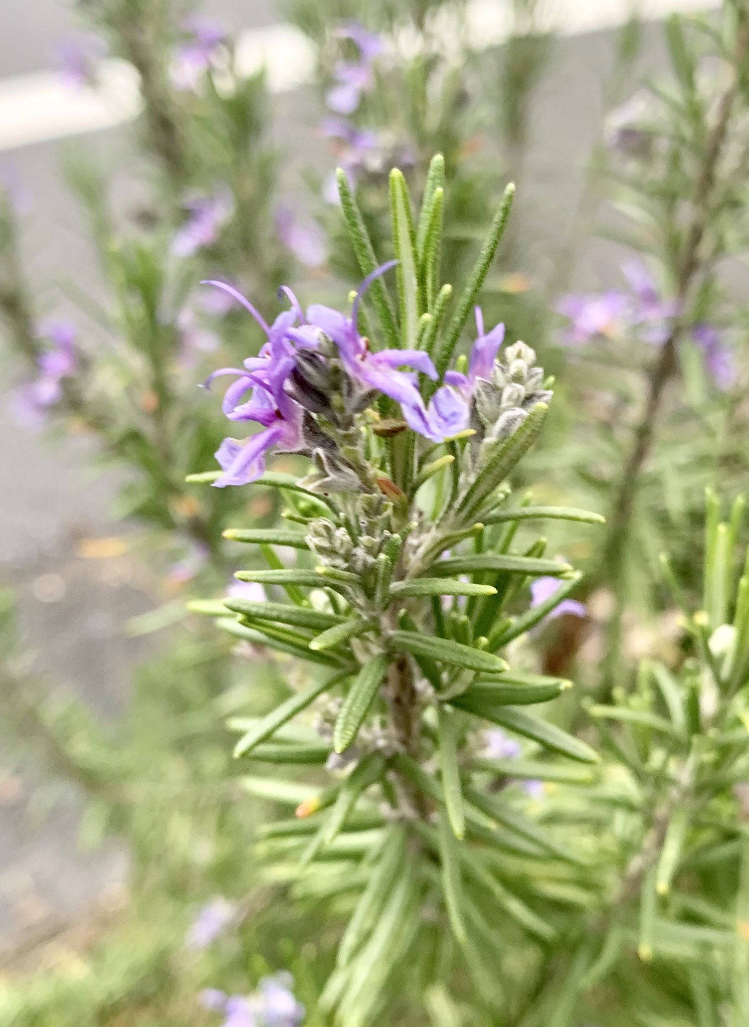 しもの六太 移動で歩いていましたら 路傍に咲くローズマリー の花を見つけましたので 投稿します サイモンとガーファンクルのスカボローフェアの歌詞に登場します パセリ セージ ローズマリー そしてタイム です 身近なところに宝ものがあります