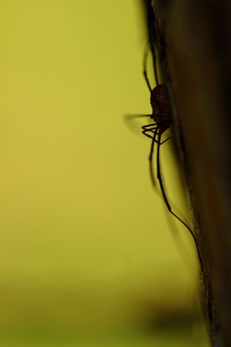MathurinCarnet's tweet photo. Une ombre... des grandes pattes... et non ce n'est pas une #araignée en chasse mais un de ces cousins : l'#opilion. On l'appelle aussi faucheux et il préfère se nourrir d'insectes déjà mort.
#opiliones #arachnid #macro #macrophotography #nature #wildlife #invertebrate https://t.co/mJjOG8HUSl