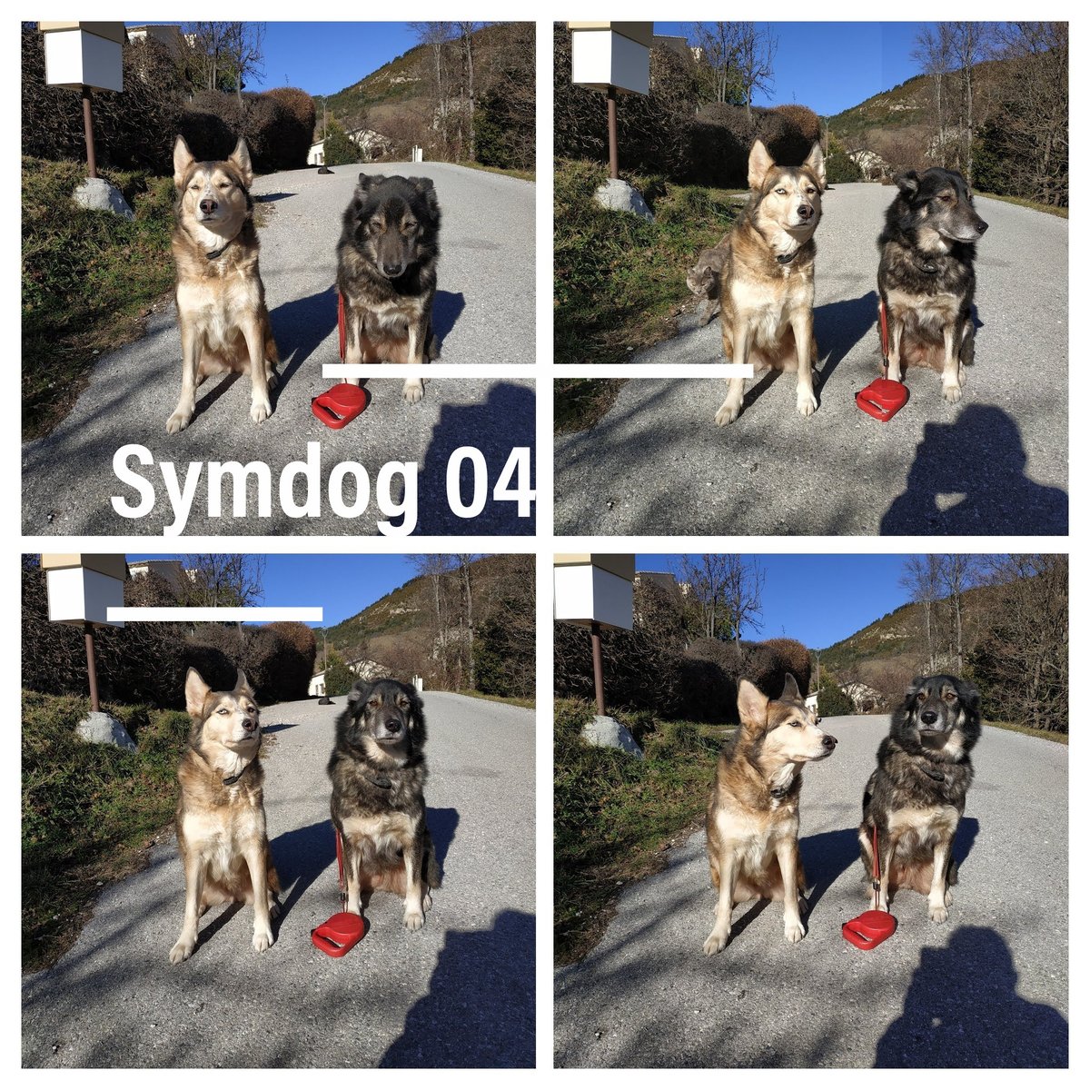 sym_dog_04's tweet photo. Mes meilleures assistantes 
#symdog #symdog04 #chien #educateurcanin #educationcanine #husky #gorgesduverdon #castellane https://t.co/JO5PN5iwv4