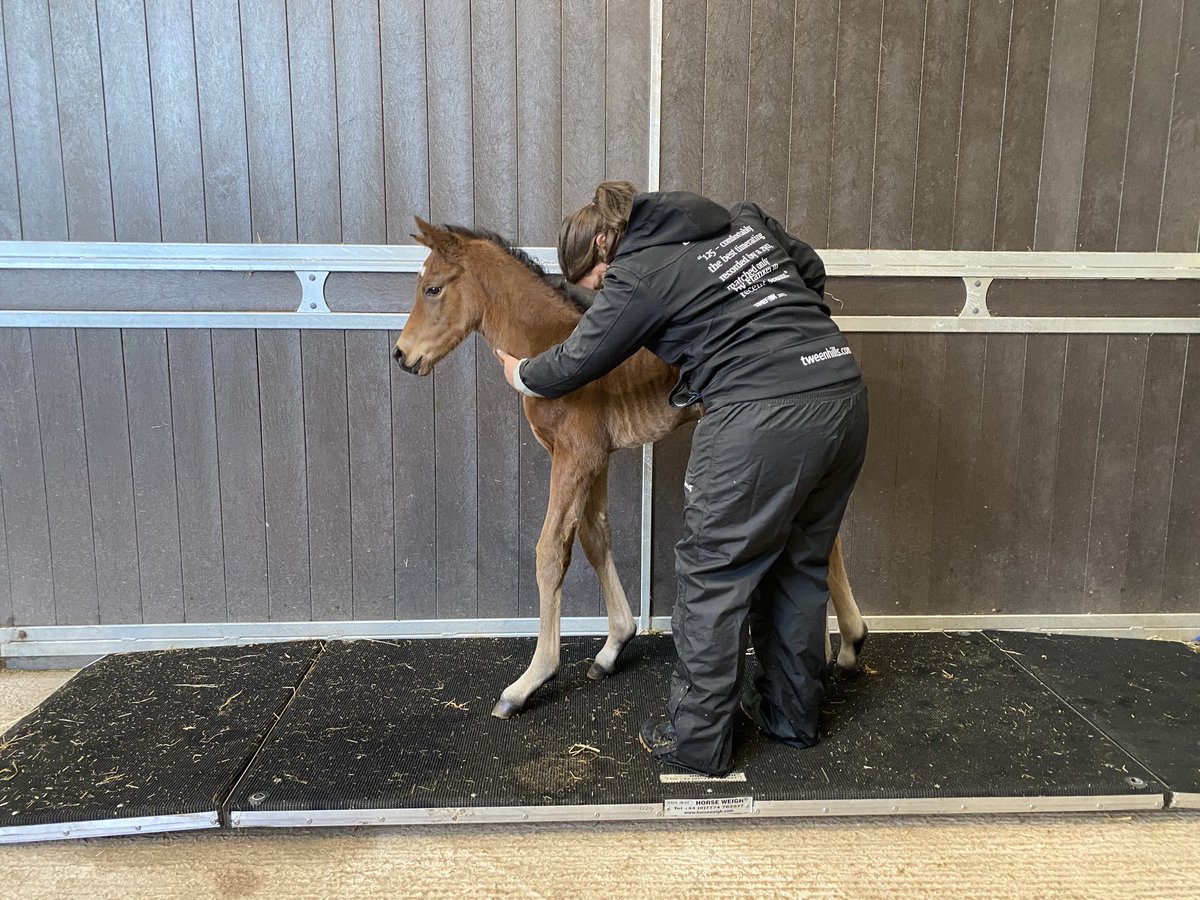 David Redvers (@dredvers) on Twitter photo Another day another Roaring Lion cub! This one a colt ex Really Lovely (Galileo dam of 2 x stakes winners) owned in partnership <a href="/Qatar_Racing/">Qatar Racing</a> <a href="/CambridgeStud/">Cambridge Stud</a> and an absolute cracker weighing in at 58kg. Brill again by <a href="/Tweenhills/">Tweenhills</a> foaling manager Sammy et al Another day another Roaring Lion cub! This one a colt ex Really Lovely (Galileo dam of 2 x stakes winners) owned in partnership <a href="/Qatar_Racing/">Qatar Racing</a> <a href="/CambridgeStud/">Cambridge Stud</a> and an absolute cracker weighing in at 58kg. Brill again by <a href="/Tweenhills/">Tweenhills</a> foaling manager Sammy et al